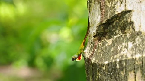 Green lizard doing mating calls while on a tree Stock Footage 265915409