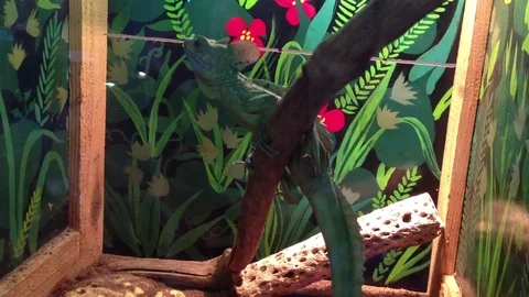 Green lizard in an enclosure Stock Footage 74504426