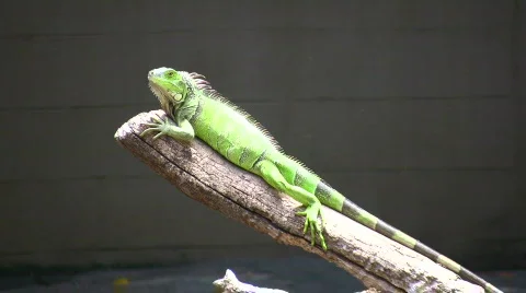 Green lizard Stock Footage 455411