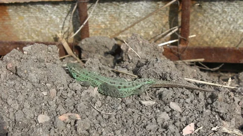 Green lizard. 스톡 동영상 57625493