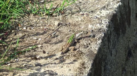 Green lizard Stock Footage 68631101