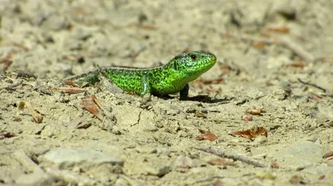 Green lizard Stock Footage 68807153