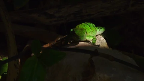 Green lizard Stock Footage 94712506