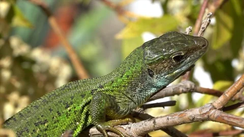 Green lizard Video stock 105226775