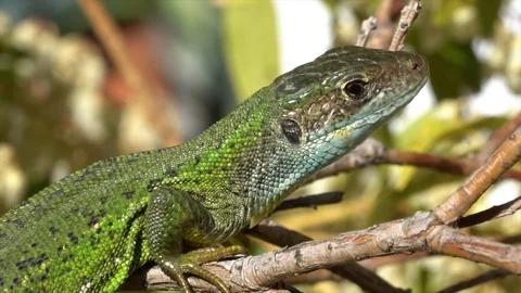 Green lizard Video stock 105227010