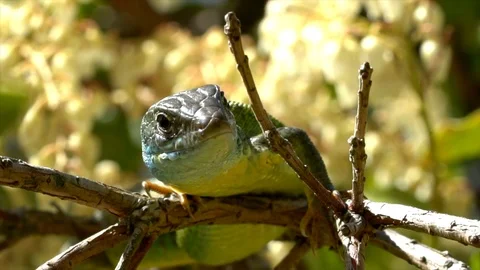 Green lizard Video stock 105227557