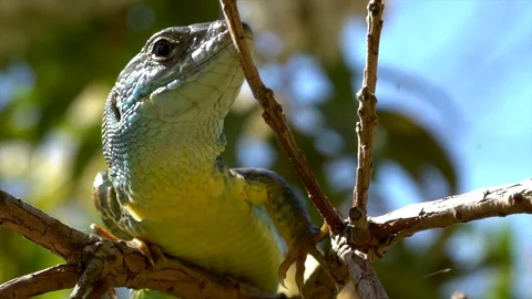 Green lizard Video stock 105230133