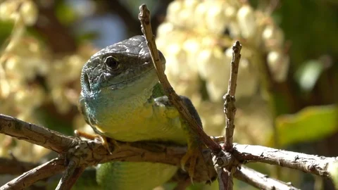 Green lizard Stock Footage 105230141