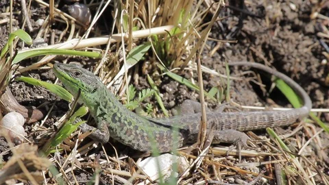 Green lizard Stock Footage 129200873