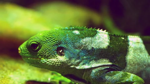 Green lizard Stock Footage 132612885