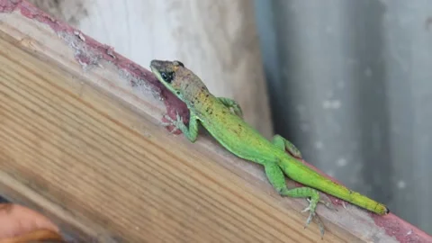 Green Lizard Stock Footage