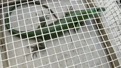 Green lizard Stock Footage 208898014
