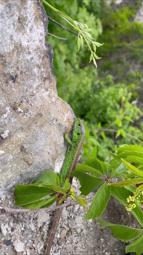 Green Lizard Stock Footage 240894935