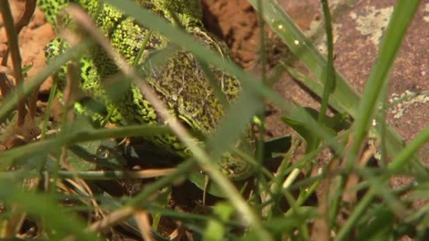 Green lizard gathering moisture from dew-covered grass Stock Footage 329105913