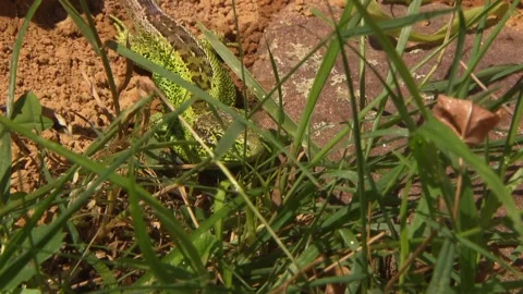 Green lizard gathering moisture from dew-covered grass Stock Footage 329105915