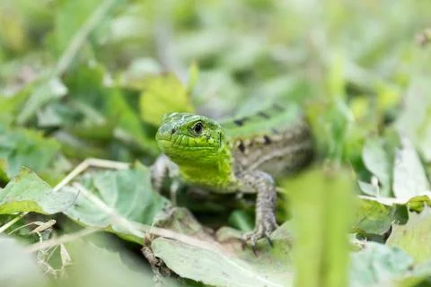 Green lizard in the grass Stock Photos