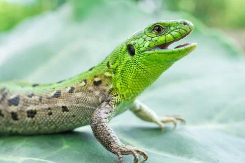 Green lizard in the grass Stock Photos