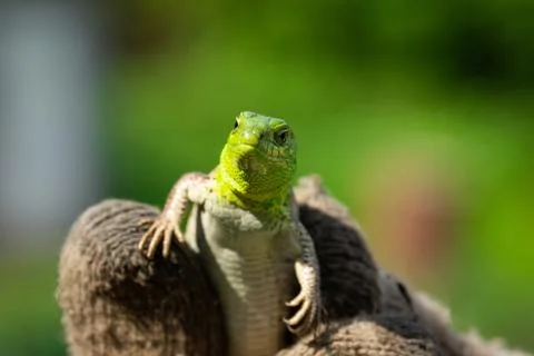 Green lizard in the grass Stock Photos