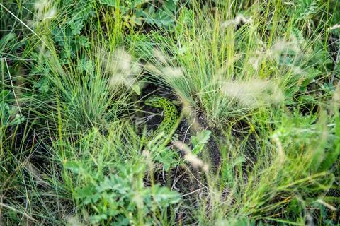 Green lizard in the grass Stock Photos