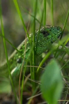 Green lizard in grass Stock Photos