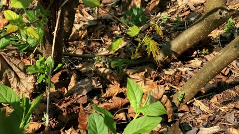 Green lizard on grass in the wild Stock Footage 186055619