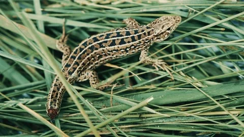Green lizard on the grass without a tail. Video stock 134419600