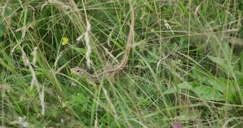 Green lizard on the grass without a tail 스톡 동영상 139150863