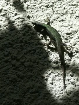 Green lizard on a gray plaster of the wall, light and shadow Stock Photos