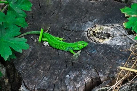 Green lizard on a gray stump in the forest. Stock Photos
