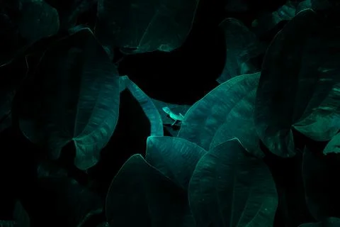Green lizard on green leaf Stock Photos