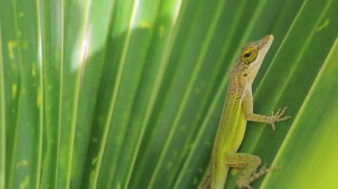 Green lizard on the green leave Video stock 8921824