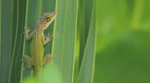 Green lizard on the green leave Video stock 8921907