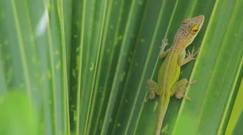 Green lizard on the green leave Vídeos de archivo 8922211
