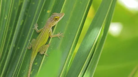 Green lizard on the green leave Vídeos de archivo 8922257