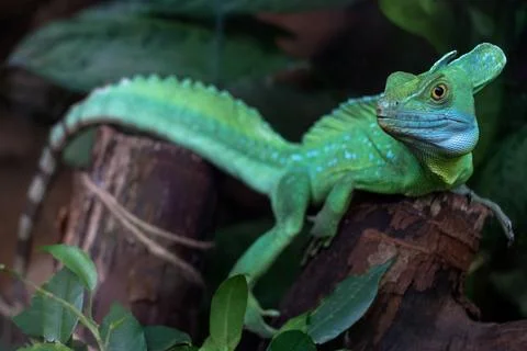 Green lizard - Green lizard with a long tail standing on a piece of wood Stock Photos