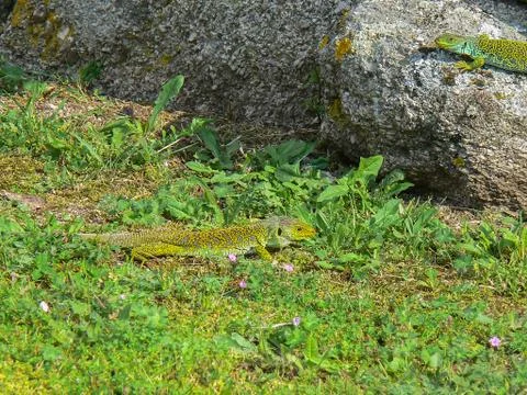 Green lizard on the ground Stock Photos