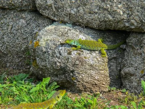 Green lizard on the ground Stock Photos