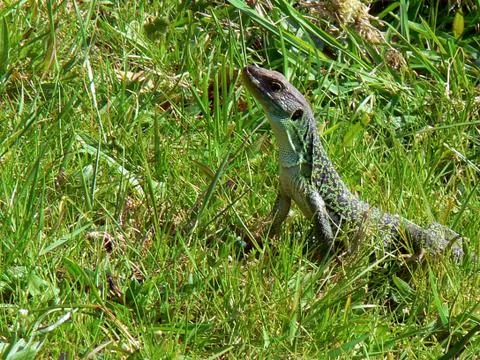 Green lizard on the ground Stock Photos