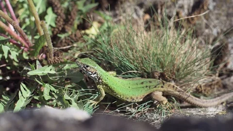 Green lizard on the ground in spring Stock Footage 112864351