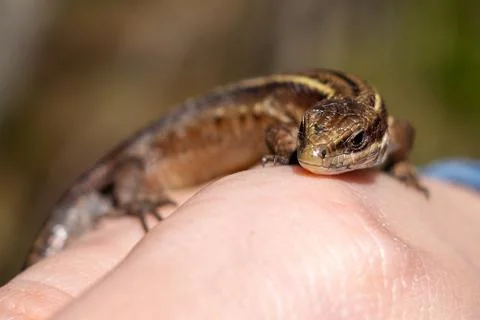 Green lizard in the hands of a child. Lizard on hand, small green sitting on  Stock Photos