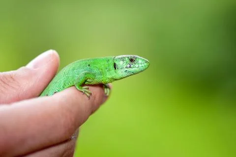 Green lizard in the hands of man Stock Photos