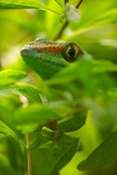 Green Lizard Head Between Vibrant Leaves Stockfoto's