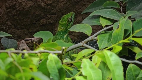 A green lizard head hiding Stock Footage 269551364