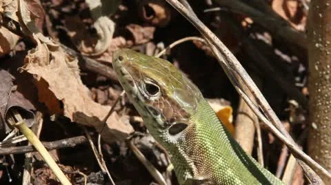 Green Lizard head, macro, Lacerta viridis Video stock 12082153