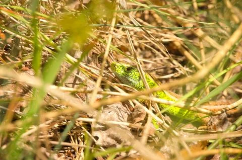 Green Lizard Hidden in Dry Grass and Leaves. Stock Photos