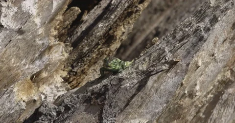 Green lizard hidden in an old tree, 4K slomo Stock Footage 194035496
