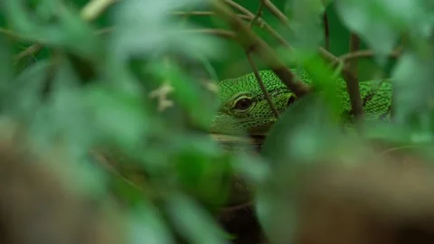 Green lizard hiding in a tree 4K Stock Footage 138022817