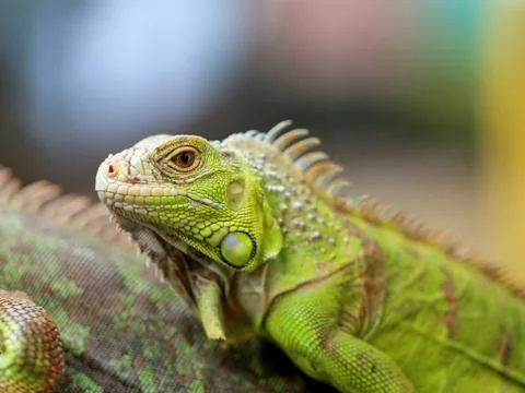 Green lizard iguana Stock Photos