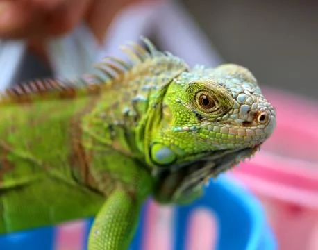 Green lizard iguana Stock Photos