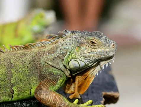 Green lizard iguana Stock Photos